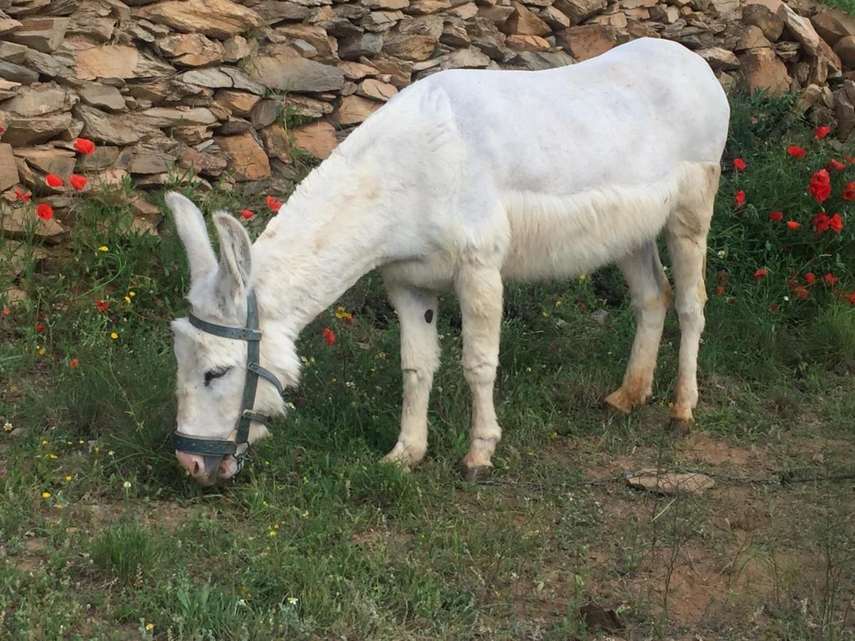 Reul Alto Cortijos Rurales Guest House Laroya Eksteriør bilde